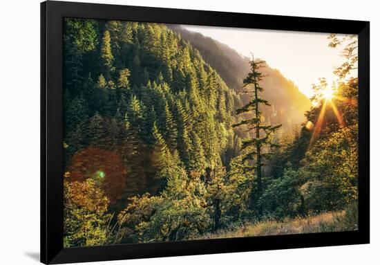 Afternoon Light Eagle Creek Trail - Columbia River Gorge Oregon-Vincent James-Framed Photographic Print