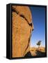 Afternoon Light on Rock and Tree, Joshua Tree National Park, California-Aaron McCoy-Framed Stretched Canvas