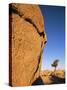 Afternoon Light on Rock and Tree, Joshua Tree National Park, California-Aaron McCoy-Stretched Canvas