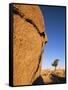 Afternoon Light on Rock and Tree, Joshua Tree National Park, California-Aaron McCoy-Framed Stretched Canvas