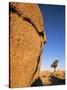 Afternoon Light on Rock and Tree, Joshua Tree National Park, California-Aaron McCoy-Stretched Canvas