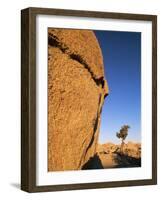 Afternoon Light on Rock and Tree, Joshua Tree National Park, California-Aaron McCoy-Framed Photographic Print