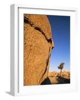 Afternoon Light on Rock and Tree, Joshua Tree National Park, California-Aaron McCoy-Framed Photographic Print
