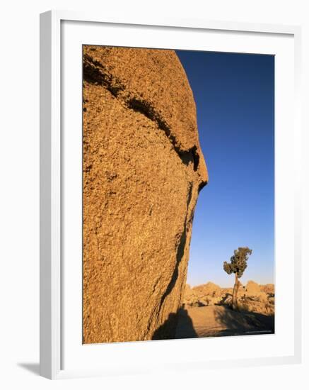 Afternoon Light on Rock and Tree, Joshua Tree National Park, California-Aaron McCoy-Framed Photographic Print