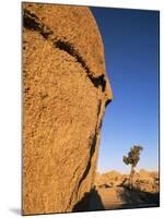 Afternoon Light on Rock and Tree, Joshua Tree National Park, California-Aaron McCoy-Mounted Photographic Print