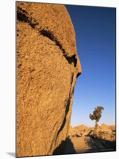 Afternoon Light on Rock and Tree, Joshua Tree National Park, California-Aaron McCoy-Mounted Photographic Print