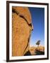 Afternoon Light on Rock and Tree, Joshua Tree National Park, California-Aaron McCoy-Framed Photographic Print