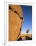 Afternoon Light on Rock and Tree, Joshua Tree National Park, California-Aaron McCoy-Framed Photographic Print