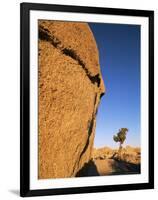 Afternoon Light on Rock and Tree, Joshua Tree National Park, California-Aaron McCoy-Framed Photographic Print