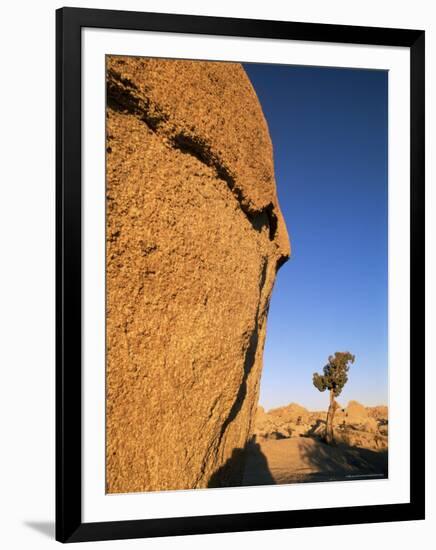 Afternoon Light on Rock and Tree, Joshua Tree National Park, California-Aaron McCoy-Framed Photographic Print