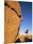 Afternoon Light on Rock and Tree, Joshua Tree National Park, California-Aaron McCoy-Mounted Photographic Print