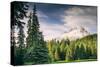 Afternoon Sun at Mount Hood Meadow, Government Camp, Oregon-Vincent James-Stretched Canvas