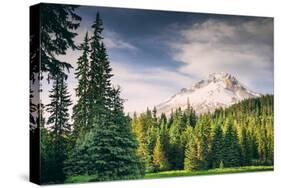 Afternoon Sun at Mount Hood Meadow, Government Camp, Oregon-Vincent James-Stretched Canvas