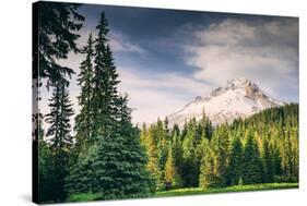 Afternoon Sun at Mount Hood Meadow, Government Camp, Oregon-Vincent James-Stretched Canvas