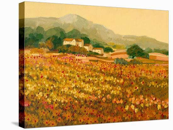 Afternoon Sun, Languedoc-Hazel Barker-Stretched Canvas