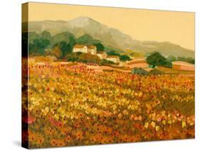 Afternoon Sun, Languedoc-Hazel Barker-Stretched Canvas