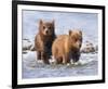 Afternoon Swim (Bear Cubs)-Molly Sims-Framed Giclee Print