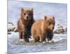 Afternoon Swim (Bear Cubs)-Molly Sims-Mounted Giclee Print