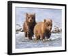 Afternoon Swim (Bear Cubs)-Molly Sims-Framed Giclee Print