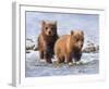 Afternoon Swim (Bear Cubs)-Molly Sims-Framed Giclee Print