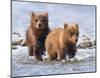 Afternoon Swim (Bear Cubs)-Molly Sims-Mounted Giclee Print