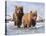 Afternoon Swim (Bear Cubs)-Molly Sims-Stretched Canvas
