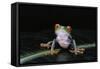 Agalychnis Callidryas (Red-Eyed Treefrog)-Paul Starosta-Framed Stretched Canvas