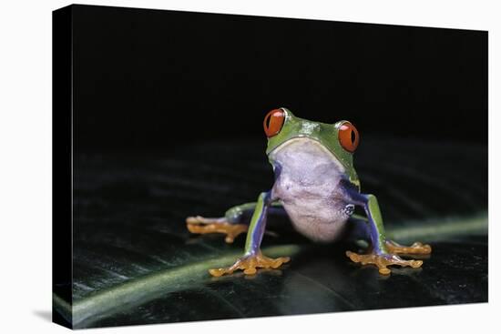 Agalychnis Callidryas (Red-Eyed Treefrog)-Paul Starosta-Stretched Canvas