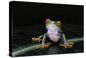 Agalychnis Callidryas (Red-Eyed Treefrog)-Paul Starosta-Stretched Canvas