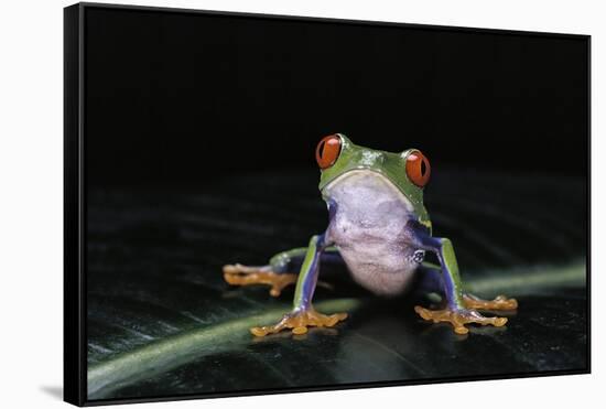 Agalychnis Callidryas (Red-Eyed Treefrog)-Paul Starosta-Framed Stretched Canvas