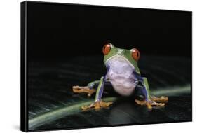 Agalychnis Callidryas (Red-Eyed Treefrog)-Paul Starosta-Framed Stretched Canvas