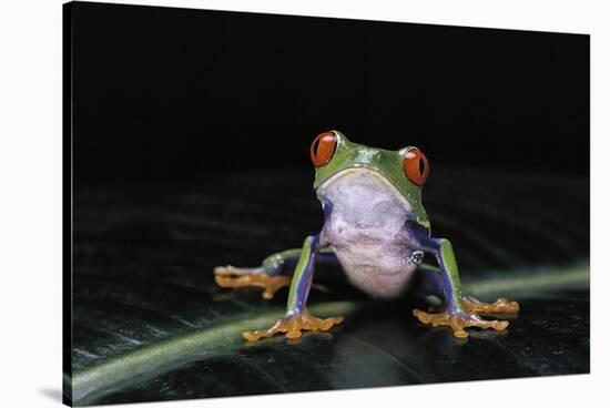 Agalychnis Callidryas (Red-Eyed Treefrog)-Paul Starosta-Stretched Canvas