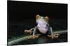 Agalychnis Callidryas (Red-Eyed Treefrog)-Paul Starosta-Stretched Canvas