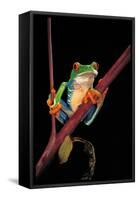 Agalychnis Callidryas (Red-Eyed Treefrog )-Paul Starosta-Framed Stretched Canvas