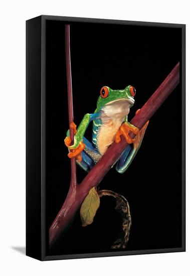 Agalychnis Callidryas (Red-Eyed Treefrog )-Paul Starosta-Framed Stretched Canvas