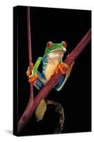 Agalychnis Callidryas (Red-Eyed Treefrog )-Paul Starosta-Stretched Canvas