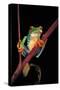 Agalychnis Callidryas (Red-Eyed Treefrog )-Paul Starosta-Stretched Canvas