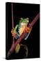 Agalychnis Callidryas (Red-Eyed Treefrog )-Paul Starosta-Stretched Canvas