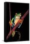 Agalychnis Callidryas (Red-Eyed Treefrog )-Paul Starosta-Framed Stretched Canvas