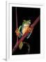 Agalychnis Callidryas (Red-Eyed Treefrog )-Paul Starosta-Framed Premium Photographic Print