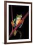 Agalychnis Callidryas (Red-Eyed Treefrog )-Paul Starosta-Framed Premium Photographic Print