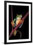 Agalychnis Callidryas (Red-Eyed Treefrog )-Paul Starosta-Framed Premium Photographic Print