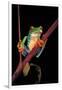 Agalychnis Callidryas (Red-Eyed Treefrog )-Paul Starosta-Framed Premium Photographic Print