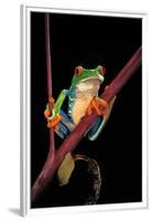 Agalychnis Callidryas (Red-Eyed Treefrog )-Paul Starosta-Framed Premium Photographic Print