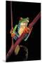 Agalychnis Callidryas (Red-Eyed Treefrog )-Paul Starosta-Mounted Premium Photographic Print