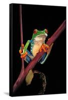 Agalychnis Callidryas (Red-Eyed Treefrog )-Paul Starosta-Framed Stretched Canvas