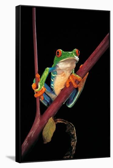 Agalychnis Callidryas (Red-Eyed Treefrog )-Paul Starosta-Framed Stretched Canvas