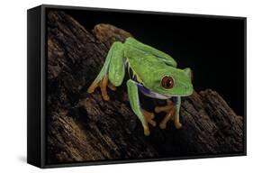 Agalychnis Callidryas (Red-Eyed Treefrog)-Paul Starosta-Framed Stretched Canvas