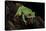 Agalychnis Callidryas (Red-Eyed Treefrog)-Paul Starosta-Stretched Canvas