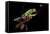 Agalychnis Callidryas (Red-Eyed Treefrog)-Paul Starosta-Framed Stretched Canvas